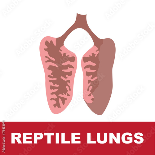 vector illustration of reptile schematic lung anatomy. perfect for educational purpose