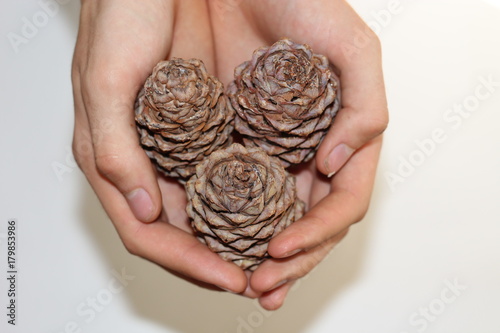  Cedar cones in hands