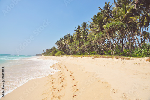 nice landscape with the ocean and palm trees