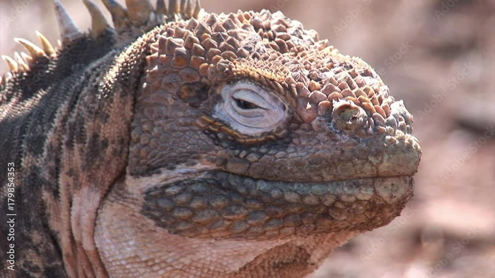 Iguana huge lizards closeup on rocky coast of Galapagos Islands. Amazing reptiles like dinosaurs. Wildlife animals. Nature of Ecuador. Herbivorous inhabitants of ocean. Iguana huge lizards closeup on rocky coast of Galapagos Islands. Amazing reptiles like dinosaurs. Wildlife animals. Nature of Ecuador. Herbivorous inhabitants of ocean.