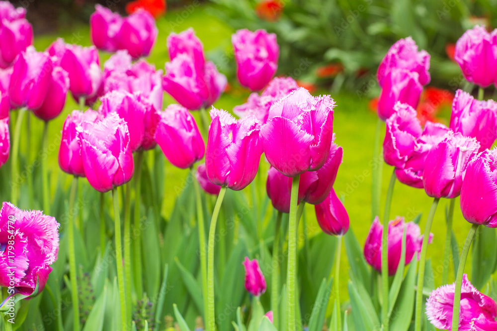 pink tulips in the garden