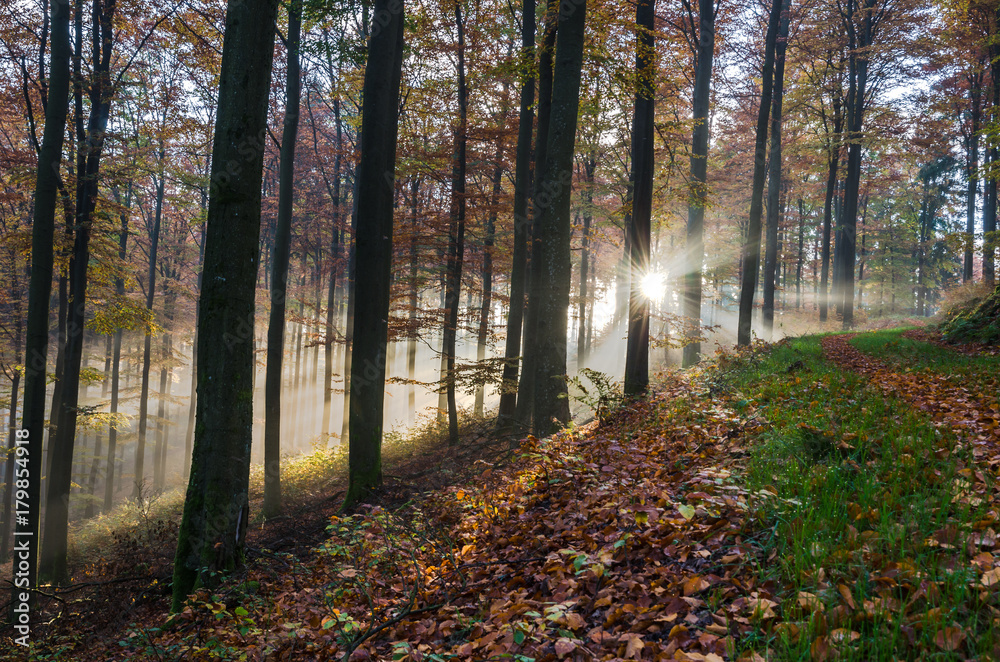 Morning in the beech forest in autumn Morning in the beech forest in autumn