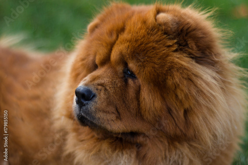 chow-chow