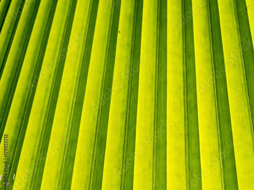 texture of palm leaves for background