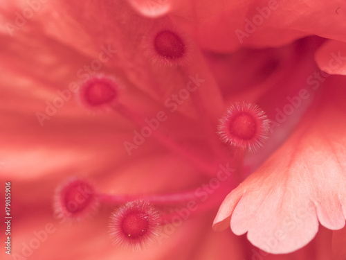 pink flower macro