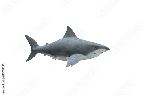 Requin Blanc de profil