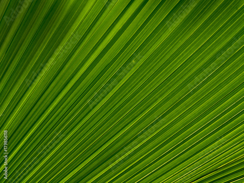 texture of palm leaves for background