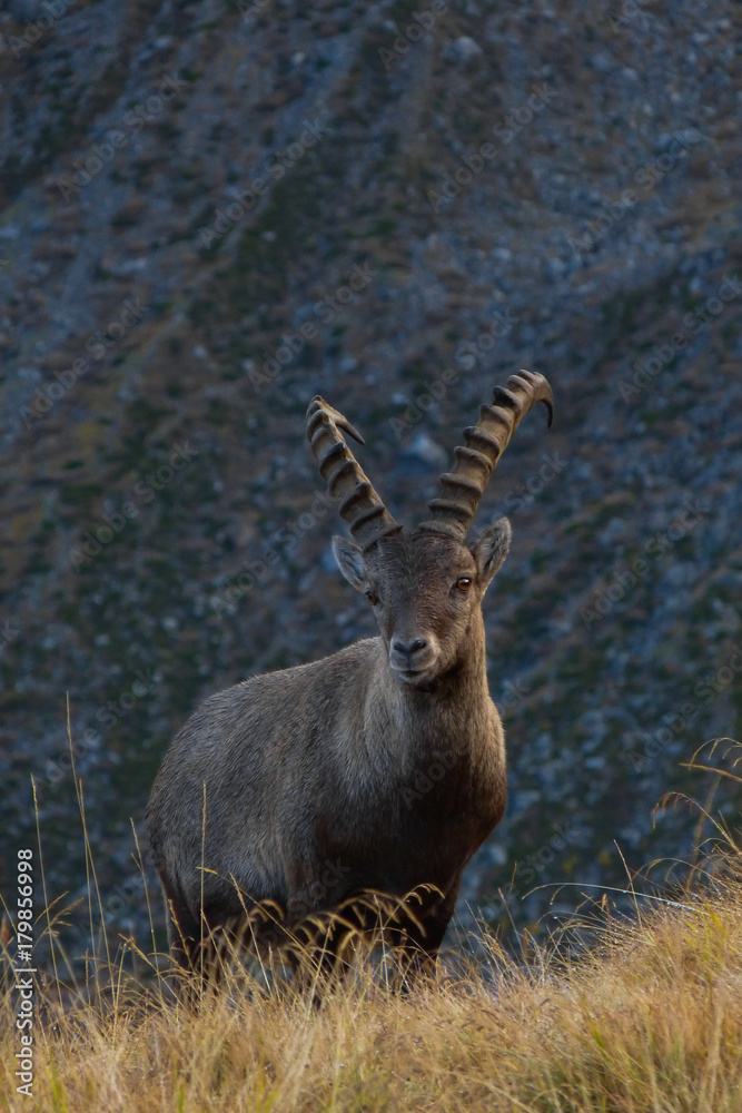stambecco (Capra ibex) - ritratto
