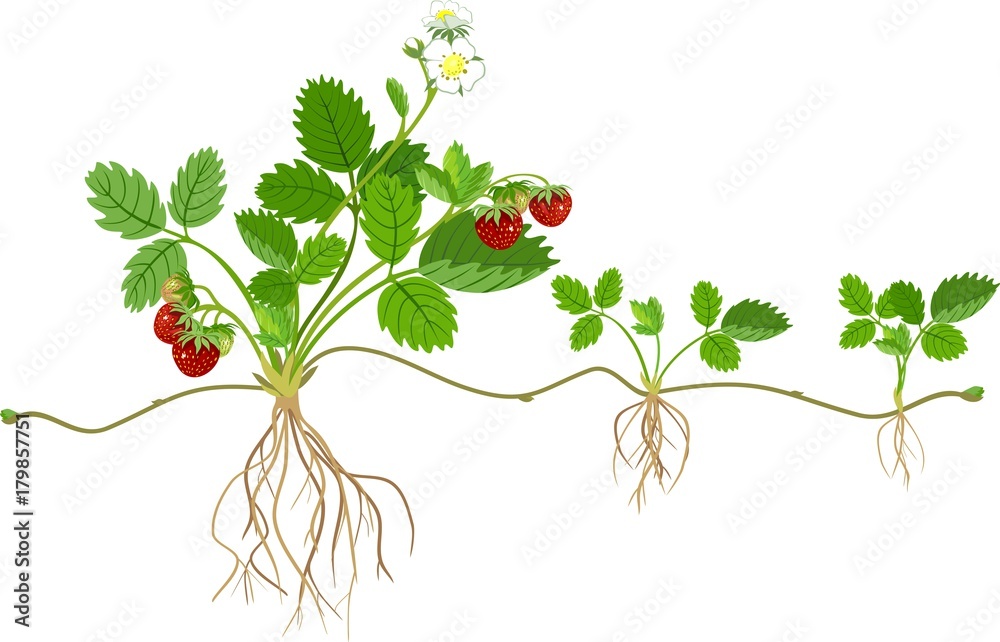 Contoh Tanaman Geragih Atau Stolon Homecare24 vrogue.co