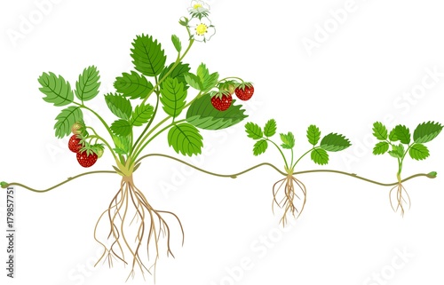Garden strawberry plant with roots, flowers, fruits and daughter plant