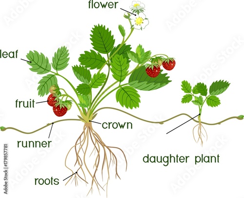 Parts of plant. Morphology of garden strawberry plant with roots, flowers, fruits, daughter plant and titles