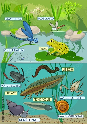 Ecosystem of pond. Different pond inhabitants with title