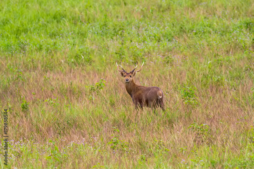 Hog deer (Hyelaphus porcinus) stand alone on green grass at Phu Khieo Wildlife Sanctuary.Chaiyaphum Province,Thailand. Hog deer (Hyelaphus porcinus) stand alone on green grass at Phu Khieo Wildlife Sanctuary.Chaiyaphum Province,Thailand.