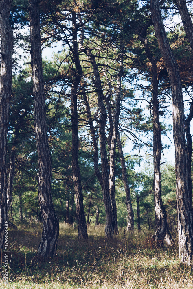 Obraz premium Dadia forest national park, protected resource in Greece.