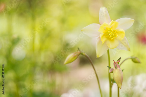 Flower aquilegia on a gently green background. Soft selective focus.