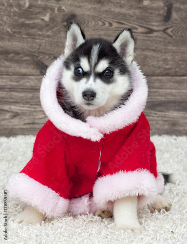 Siberian Husky Puppy in New Year's and Christmas Costume