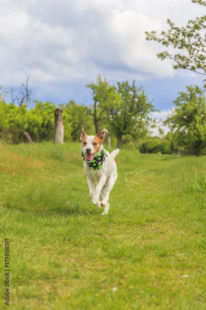 Parson Russell Terrier im Laufen aus Bodenperspektive fotografiert