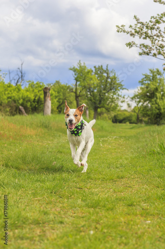 Parson Russell Terrier im Laufen aus Bodenperspektive fotografiert