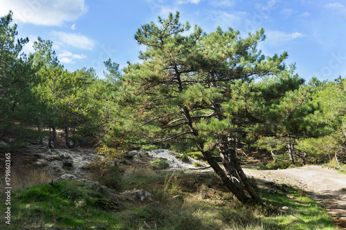 Dadia forest national park, protected resource in Greece. photo