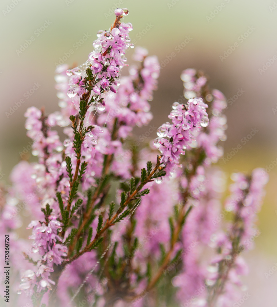 Heather in the Mist Heather in the Mist