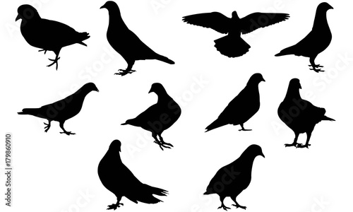 Pigeon Silhouette Vector Graphics 