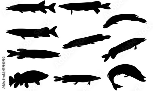 Pike Silhouette Vector Graphics 