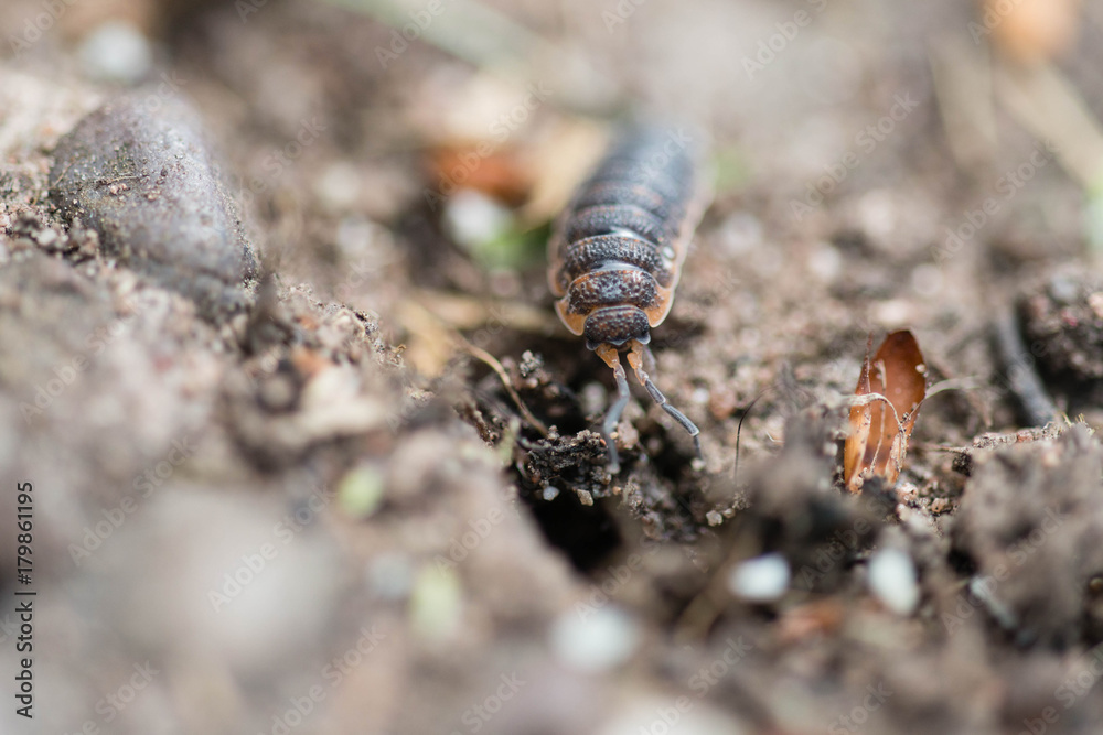 Close up of a woodlouse in a garden in the UK Close up of a woodlouse in a garden in the UK