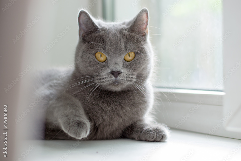 British cat lying on the windowsill, blue British cat looking at the camera