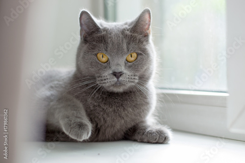 British cat lying on the windowsill, blue British cat looking at the camera