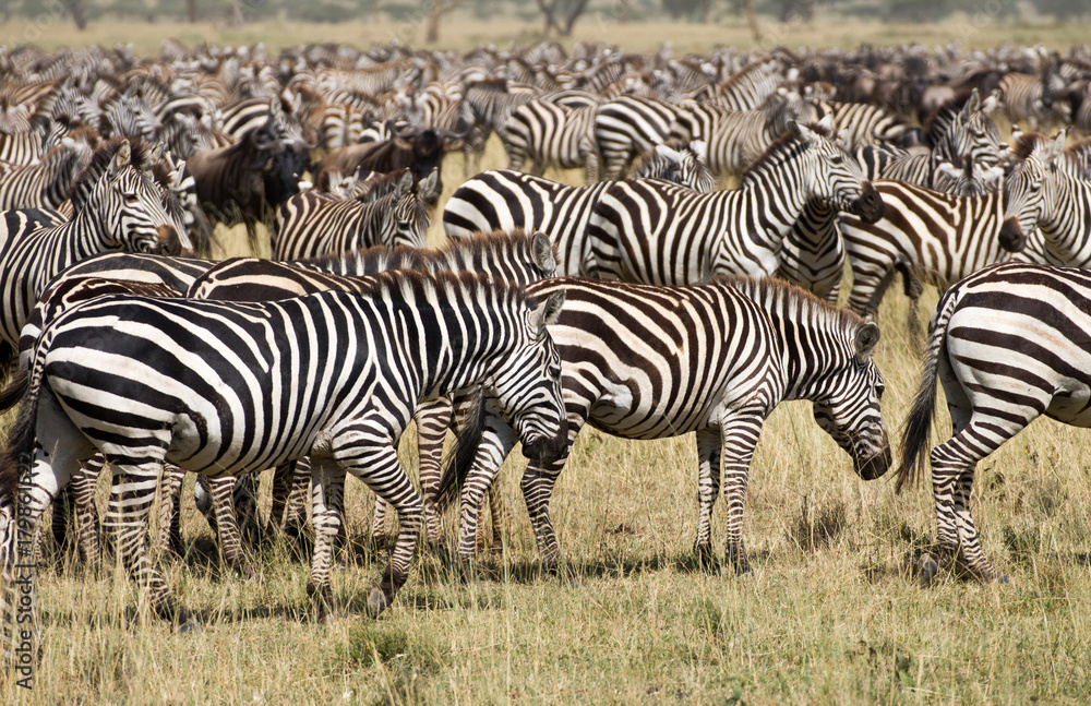 Obraz premium Zebraherde Serengeti