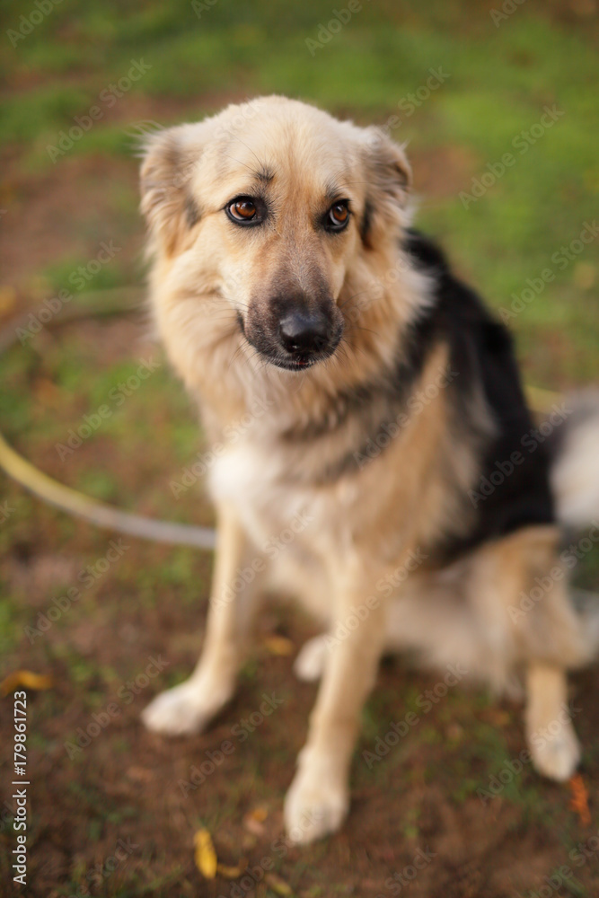 Cute dog in the garden