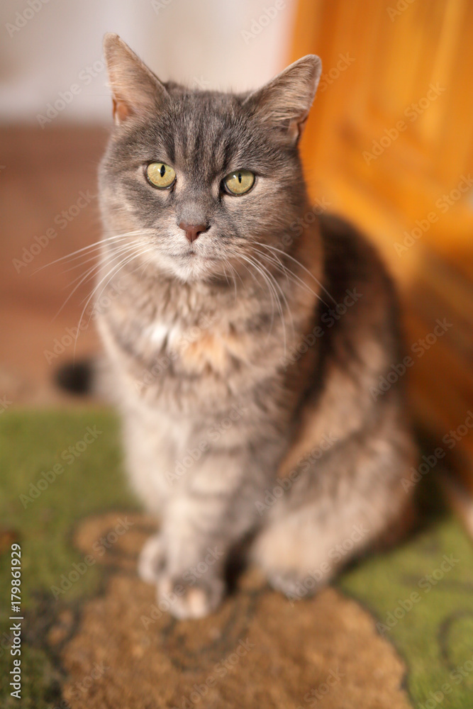 Fototapeta premium Domestic cat at home