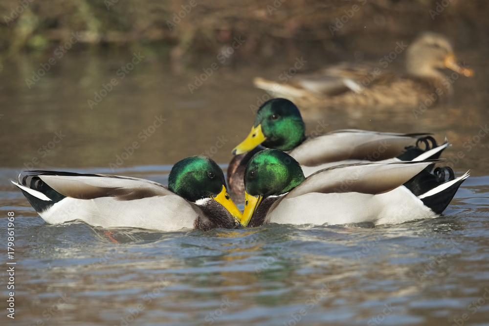 Obraz premium germani in lite