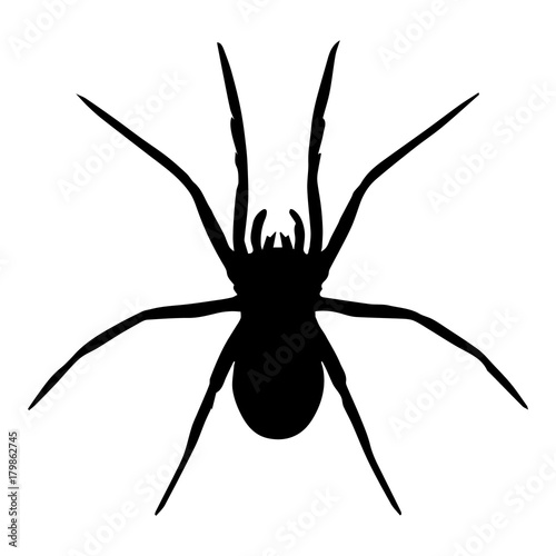Vector silhouettes of spider
