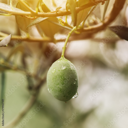 Ripe green olive fruit on branch in organic orchard photo