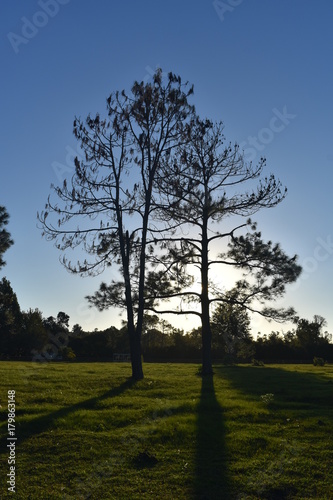 Florida pine trees at dusk