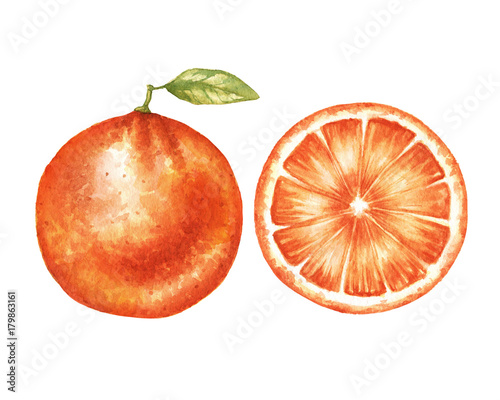 Watercolor orange pair illustration in high resolution.
