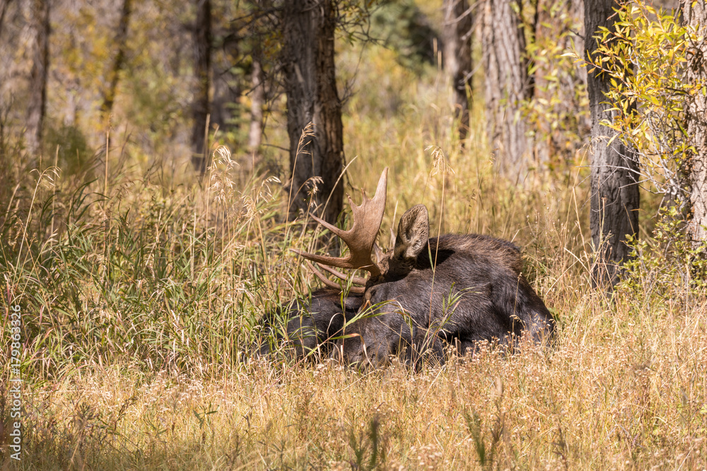 Bull Moose bedded During the Fall Rut Bull Moose bedded During the Fall Rut