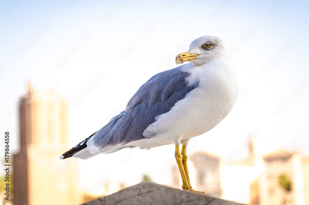 Obraz premium Gaviota