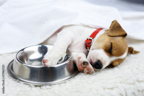 jack russel puppy with steel bowl