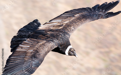 Cóndor en vuelo