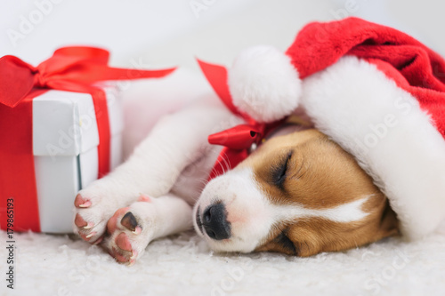 jack russel puppy with red bow © Ivan Kmit
