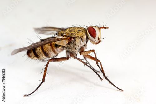 House fly in white background - high detail