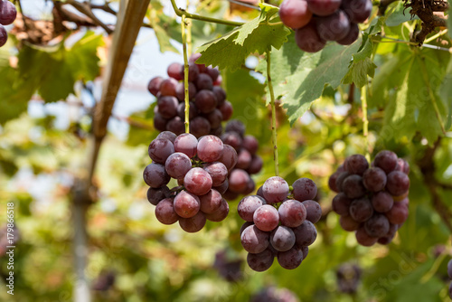 Wallpaper Mural 樹上の葡萄の実 Torontodigital.ca