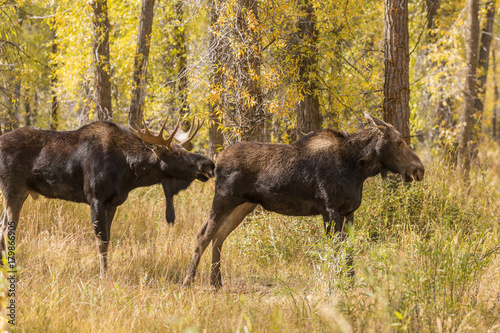 Bull and Cow Moose During the Fall Rut