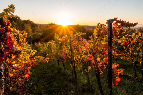 Fotografie Sonnenstrahlen und Weinlaub