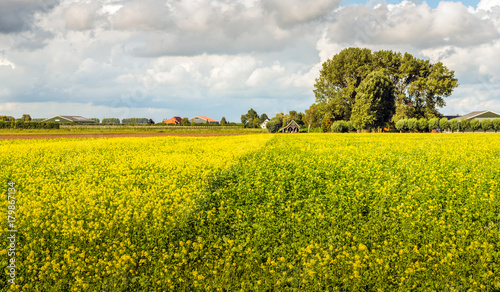 Colorful Dutch landscape with flowering rapeseed