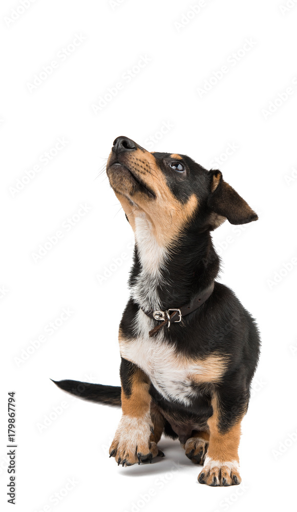 young dachshund