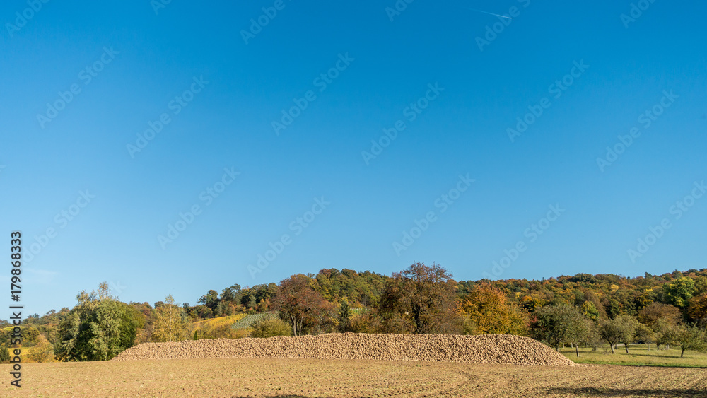 Obraz premium Zuckerrüben geerntet