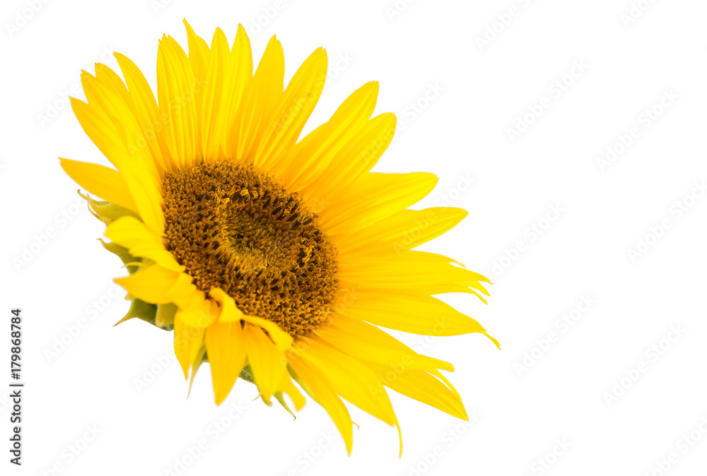 Fototapeta premium sunflower flower isolated
